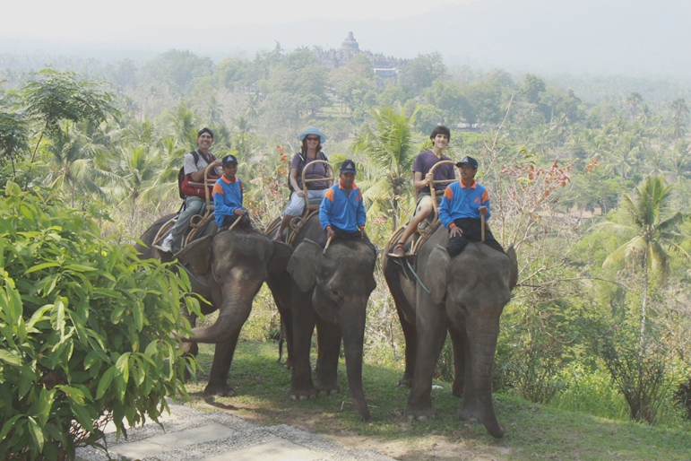 elephants